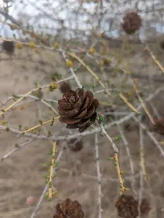 Siberian larch thumbnail 1