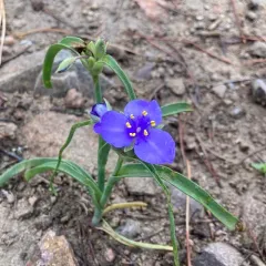 Western Spiderwort thumbnail 3