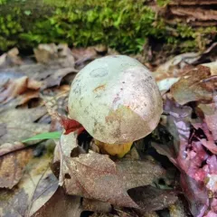 Grey Bolete thumbnail 3