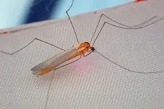 Antocha monticola thumbnail 2