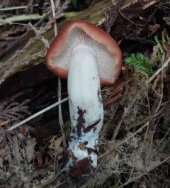 Gerhardtia foliicola thumbnail 2