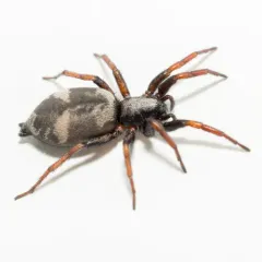 Common Patterned Ant-mimic Ground Spider thumbnail 3