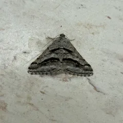 Shaded Granite Moth thumbnail 4