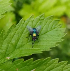 Marsh Greenbottle Fly thumbnail 4
