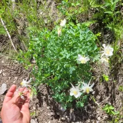 blue columbine thumbnail 1