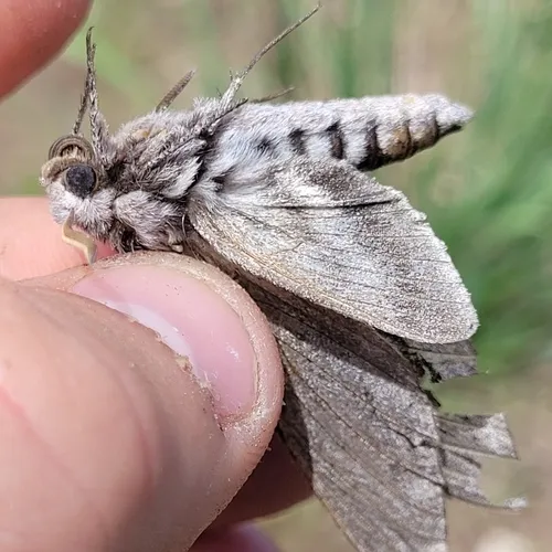 Vashti Sphinx