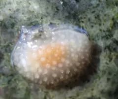 Crowned Dorid thumbnail 2