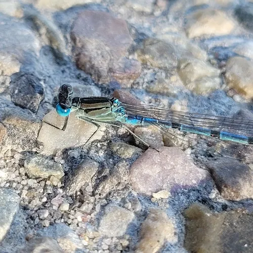 Northern Bluet