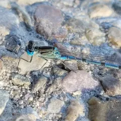 Northern Bluet thumbnail 1