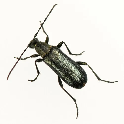 Grammoptera molybdica