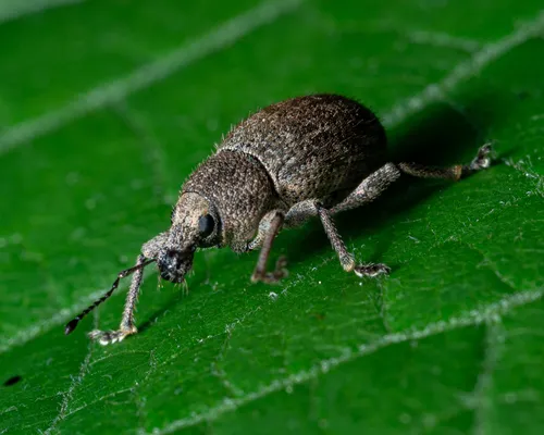Granular Broad-nosed Weevil