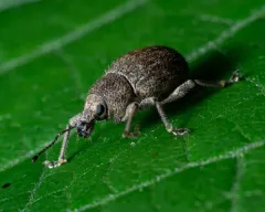 Granular Broad-nosed Weevil thumbnail 1