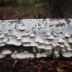 Trichaptum subchartaceum thumbnail 4