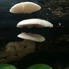 Oyster Mushroom thumbnail 2