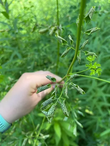 Tranzschelia thalictri