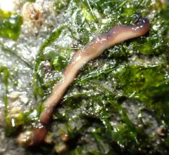 Purple Ribbon Worm thumbnail 3