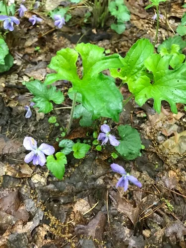 three-lobed violet