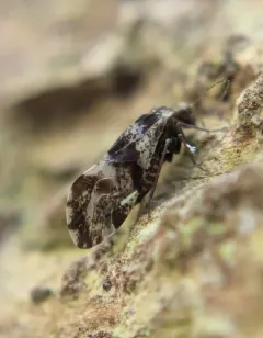 brown-banded barklouse thumbnail 2