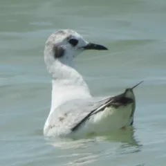 Bonaparte's Gull thumbnail 4