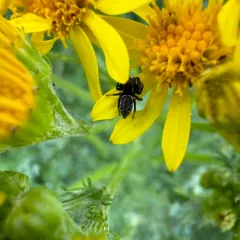Metaphidippus manni thumbnail 4