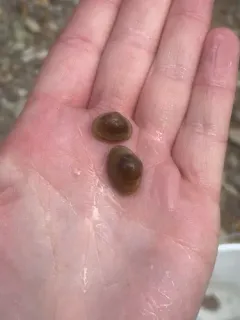 Rocky Mountain Fingernailclam thumbnail 2