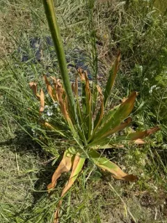 Eremurus robustus thumbnail 2