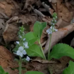 heath speedwell thumbnail 2