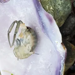 Megalorchestia pugettensis thumbnail 3
