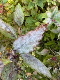 Podosphaera spiraeae thumbnail 2