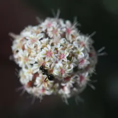 few-flower buckwheat thumbnail 3