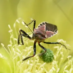 Plains Bee Assassin thumbnail 2