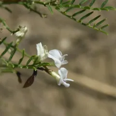 Loose-flower Milkvetch thumbnail 3