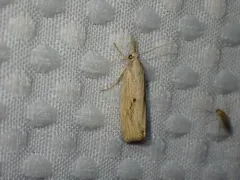 Rice Stalk Borer Moth thumbnail 4