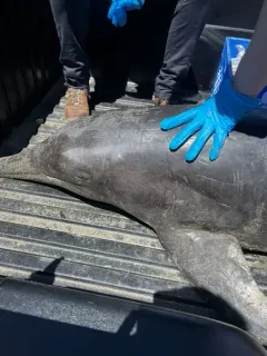 Rough-toothed Dolphin thumbnail 2