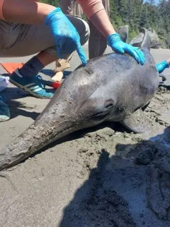 Rough-toothed Dolphin thumbnail 1