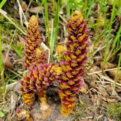 Northern Groundcone thumbnail 3