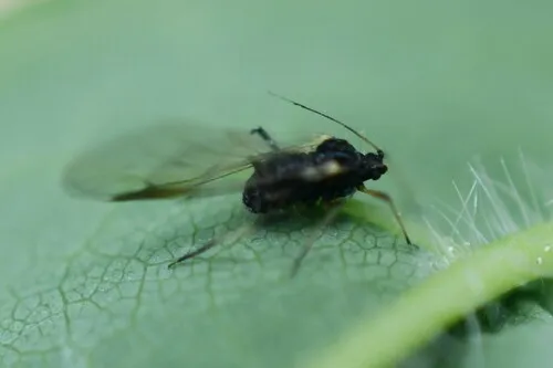 Common Maple Aphid