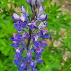 Nootka Lupine thumbnail 2