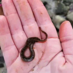 Crescent Gunnel thumbnail 3