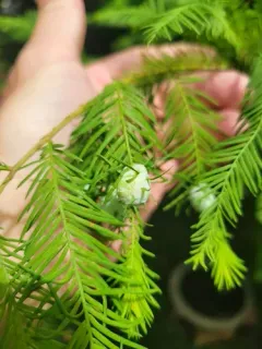 Cypress Twig Gall Midge thumbnail 2
