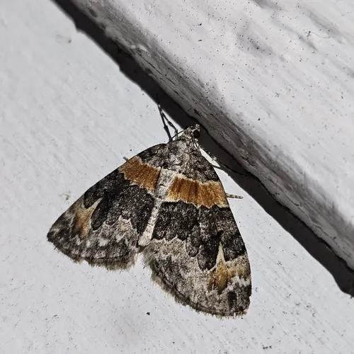Orange-barred Carpet Moth