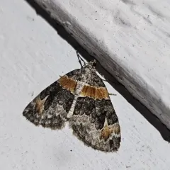 Orange-barred Carpet Moth thumbnail 1
