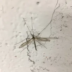 Marsh Crane Fly thumbnail 2