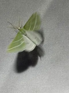 Oblique-striped Emerald thumbnail 4