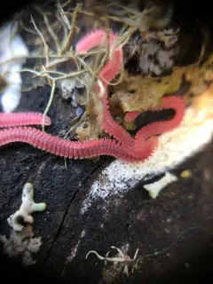 Ischnocybe plicata thumbnail 3