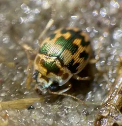Mosaic Round Sand Beetle thumbnail 3