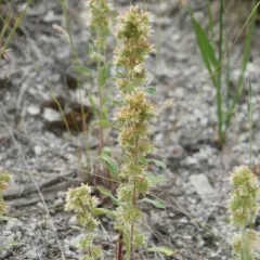 virgate scorpionweed thumbnail 3