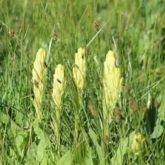 Cusick's Paintbrush thumbnail 2