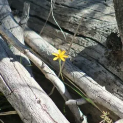 nodding microseris thumbnail 4
