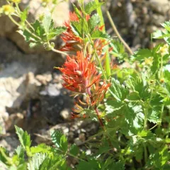 Coville's paintbrush thumbnail 3